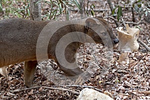 The detail of fossa Cryptoprocta ferox. Unique endemic species