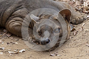 The detail of fossa Cryptoprocta ferox. Unique endemic species