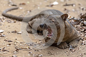 The detail of fossa Cryptoprocta ferox. Unique endemic species