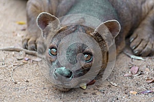 The detail of fossa Cryptoprocta ferox. Unique endemic species