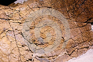Detail of a fossil bone mammoth