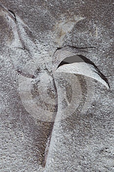Detail of fossil leaf on the beach sand photo