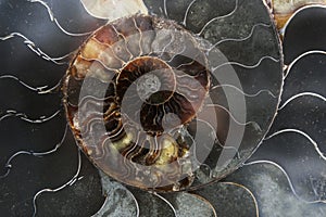 Detail of a fossilized ammonite from the Sahara desert in Morocco photo