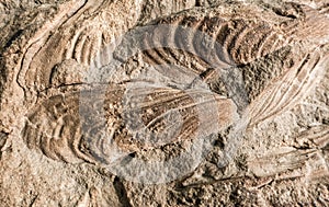 Detail of fossils