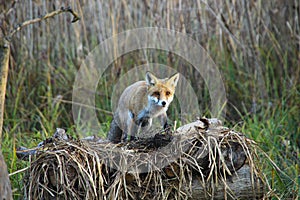 Fox in Hungarian forest.