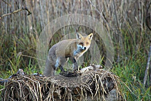 Fox in Hungarian forest.