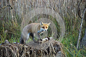 Fox in Hungarian forest.