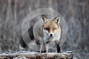Fox in Hungarian forest.