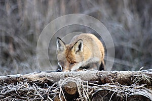 Fox in Hungarian forest.