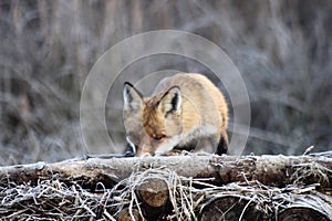 Fox in Hungarian forest. photo