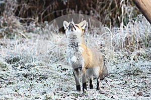 Fox in Hungarian forest.