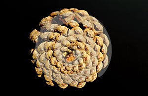 Detail of fractal geometry of a pine cone