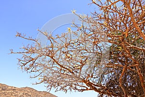 Detail of frankincense tree Boswellia sacra near Salalah, Oman