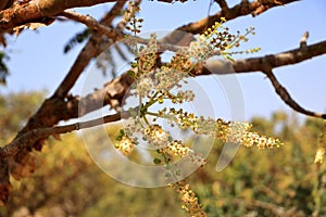 Detail of frankincense tree Boswellia sacra near Salalah, Oman