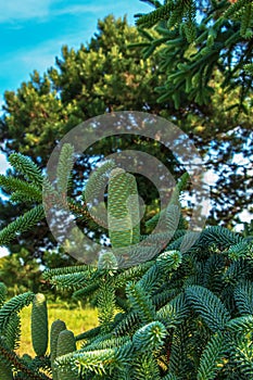 Detail of fresh fir cones and branches in the botanical garden of the city of Nitra in Slovakia