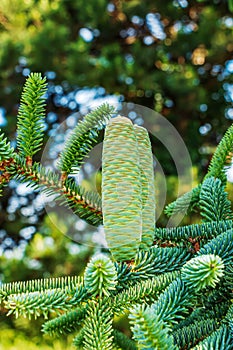 Detail čerstvých jedľových šišiek a konárov v botanickej záhrade mesta Nitra na Slovensku