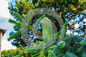 Detail of fresh fir cones and branches in the botanical garden of the city of Nitra in Slovakia