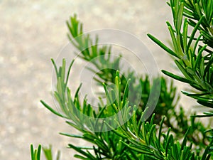 Detail of fresh green rosemary branch with blurred gray brown background