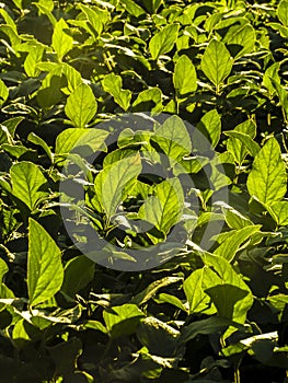 Detail of fresh green soy field. Soybean leaves on field