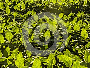 Detail of fresh green soy field. Soybean leaves on field