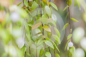 detail of a fresh hang plant