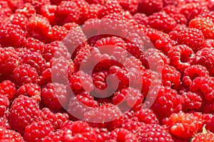 Detail of fresh and sweet raspberries.Berries.Raspberry fruit background. Beautiful selection of freshly picked ripe red