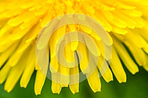Detail of fresh yellow blossom of dandelion