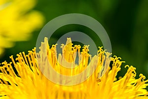 Detail of fresh yellow blossom of dandelion