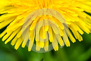 Detail of fresh yellow blossom of dandelion
