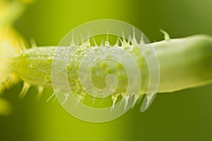 Detail čerstvé mladé nezralé přírodní baby okurky rostoucí na větvi v domácím skleníku. Extrémní detail.