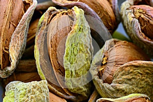 Detail of freshly picked almonds photo