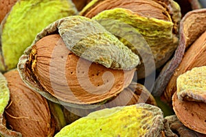 Detail of freshly picked almonds photo