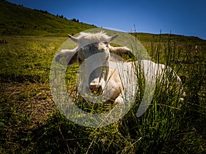 Detail of friendly cow chilling somewhere in meadows in Hohe Tauern.