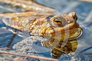 Detail of frog - Bufo Bufo