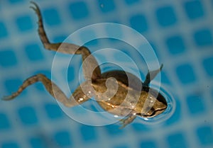 Detail of frog in water in the pool