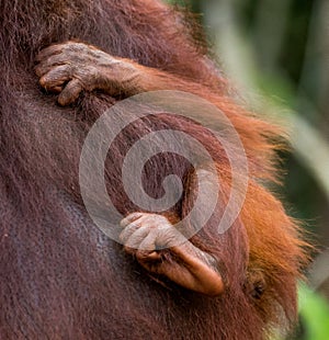 Detail of the front hand orangutan. Close-up. Indonesia. The island of Kalimantan Borneo.