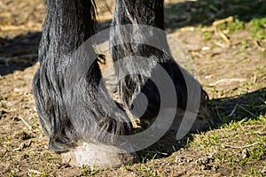 Detail of front hooves horse