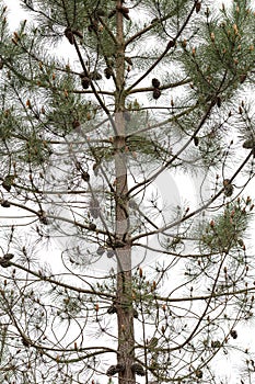 Detail of a frontal part of a pine tree photo