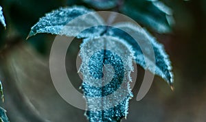 Detail of frosted leaf during winter morning with icy bits and beautiful bokeh