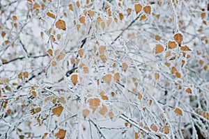 Detail of frosted yellow leaves on branch of birch with white crystals of hoarfrost during the frosty morning during the autumn