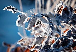 Detail frozen beech leaves