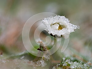 Detail of frozen daisy flower in winter background