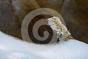 Detail zmrzlé trávy u řeky