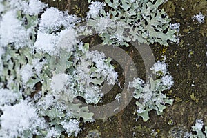 Detail of frozen vegetation in winter, Vosges, France