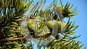 Fruits of the Araucaria araucana tree photo