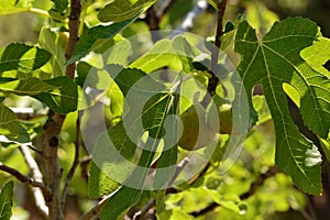 Detail of the fruits of the fig tree