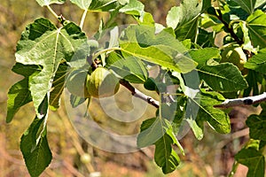 Detail of the fruits of the fig tree