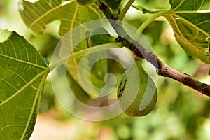 Detail of the fruits of the fig tree