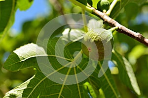 Detail of the fruits of the fig tree