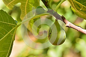 De de un árbol 